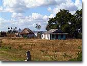 Cuban Thatched Farmhouses