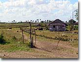 Typical Cuban Farmhouse