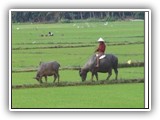 Viet_PhuMy_Towards_L