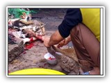 Viet_QuiNhon_Ducks_L